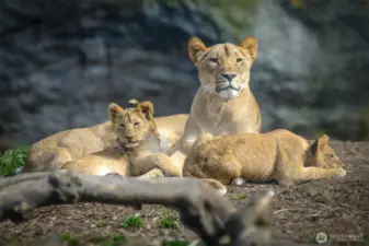 Woodland park zoo.
