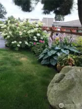 Blooming yard in summertine