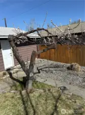 Blooming Apricot Tree