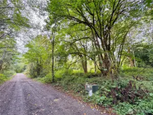 Beautiful Maple canopies greet you home