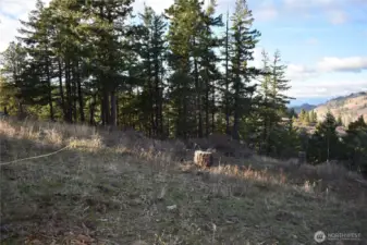 241 S edge of lot westerly view