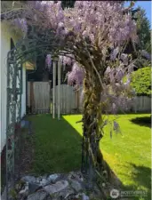 Wisteria covered arbor