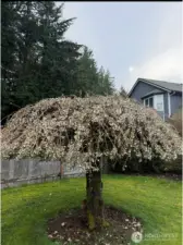 Weeping cherry tree