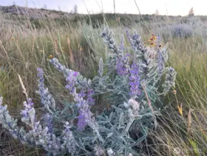 Lupine & Balsam Root