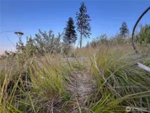 Lots of green vegetation in the area suggests good water on the property!