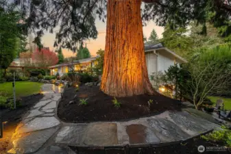 Look up! Amazing Sequoia tree.