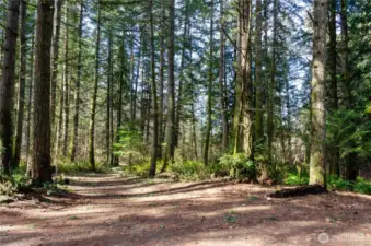 Quiet walks through the acreage with towering trees