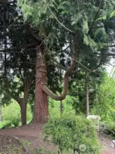 mature landscaping