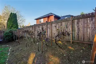 Grapes here and a fig tree on the side of the home.. this is a gardener's paradise in Spring!