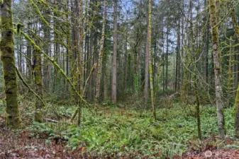 A view of some of the timber on the additional .87 acreage.