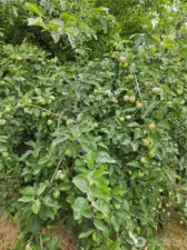 One of the apple trees
