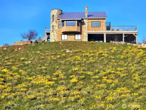 Spring Wildflower super-bloom at premiere 3 bedroom and 3 Bath home in Winthrop.