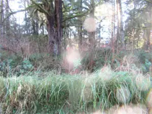 THE PROPERTY IS HEAVILY TREED AND WILL NEED TO BE CLEARED TO MAKEAN RV CAMPING LOT OR BUILD YOUR VACATION HOME OR PERMANENT RESIDENCE!