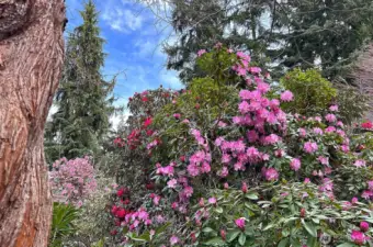 The gardens include native plants, many species of trees and hybridized Rhododendrons and plants from all over the world, including China, Japan, New Zealand, Australia, England Ireland, Scotland and Canada.