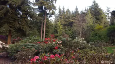 The gardens are quiet this time of year, yet something is always blooming. These gardens have been loving created over 30 years. They're now ready for you to sit back and enjoy, rhododendrons are pretty low maintenance.