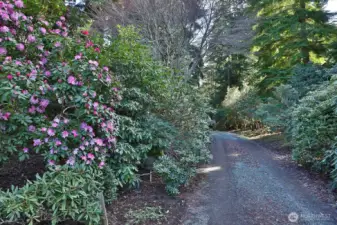 On the left are various native and species plants, on the right are rare to this area rhododendrons acquired from back country trips through the Himalayas. They love this area.