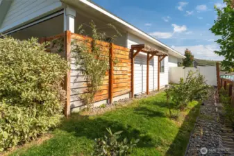 Side yard with blueberry bushes