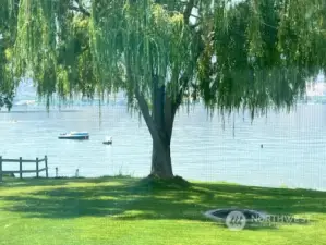 Shade of the willow tree