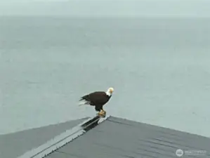 Visitors stopping by!