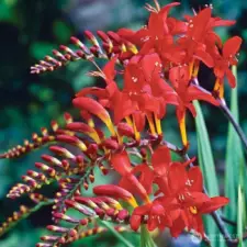 Crocosmia  Giant Lucifer