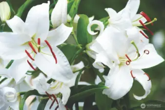 White Orient Lillies
