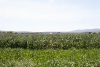 Field with Pivot Sprinkler