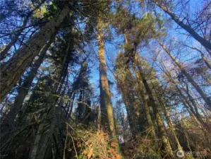 Nicely wooded with beautiful evergreens