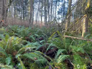 Level lot with lush sword fern