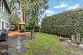 Well-maintained evergreen hedge serves as a privacy screen