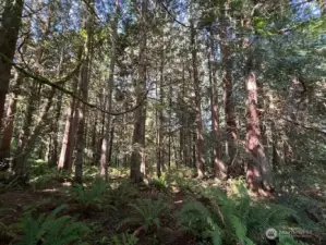 Peaceful serenity in the forest.