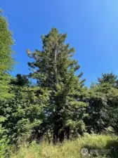 Big Redwood Tree standing tall. Planted by seller approx.. 50 yrs ago.