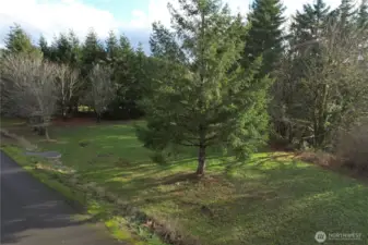 114 Skyview Rd, Woodland, mature trees on the 5 acres.