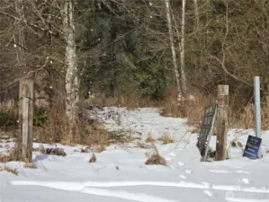 Walk into the property here. Overgrown driveway entrance to the land