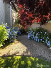 Backyard in full foliage.