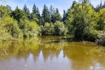 Pond in Mill Wheel Park.