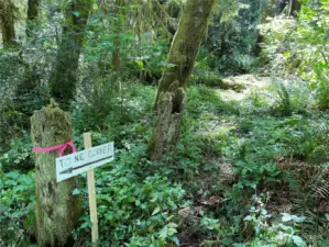 Right hand fork goes to South property line of Lot C. Actual corner is up the hill from flagged tree.