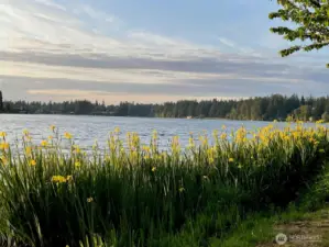 Lake iris adds color