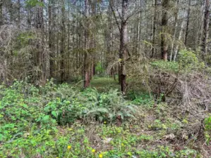 Flat building lot that slopes down to Huge Creek.