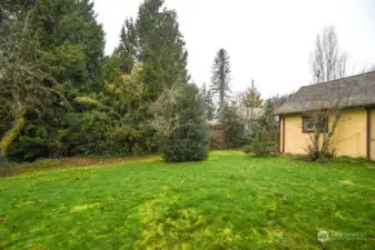 Left side yard with fruit trees