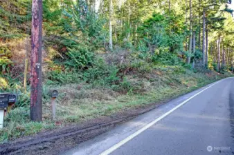 Camano Island has some beautiful forested areas.