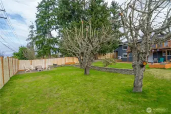 3 cherry trees. 2 are fruit-bearing, 1 is ornamental. They are beautiful when in bloom!