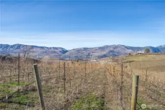 Even the vines enjoy the view!
