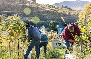 Careful craftsmanship and proper maintenance brings forth successful wine productions. What an opportunity to be taught the art of farming from the very best in the Valley!