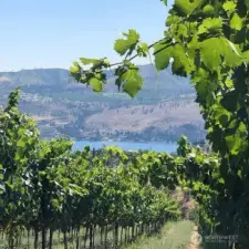 Fourteen + acres of extraordinary views of Lake Chelan with a bonus of 4+ acres of vineyards.  There are 4 varieties of grapes produced here which translates into gallons of the best wines in the Valley!
