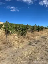 If you're not into farming grapes....someone else can do it for you.  The best of both worlds.....the benifits of the beauty and quites, the views and not having to toil the soil to enjoy the fruit of the vine.