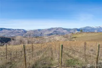 Earlier this year, vines awaiting their wake up call!