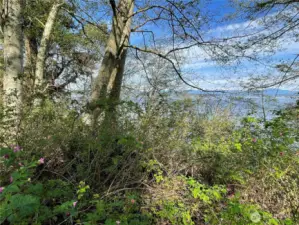 Once the brush & a few trees are cleared, you'll have an amazing water, Everett & snow capped mountain view!