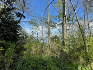 Once the brush & a few trees are cleared, you'll have an amazing water, Everett & snow capped mountain view!