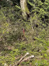 Pink ribbon is approximate SW property corner.