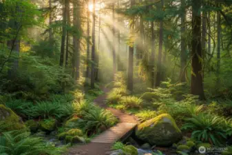 No traveling hours to get to beautiful green scenes - Bellevue trails offre that in your back yard!